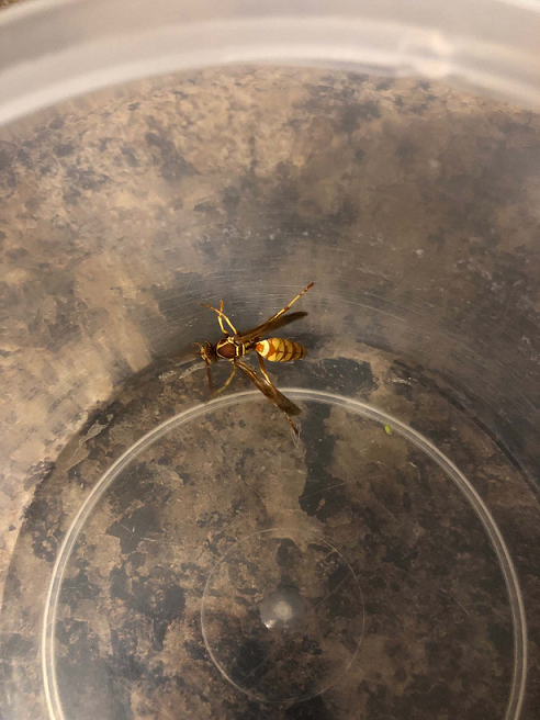Paper wasp