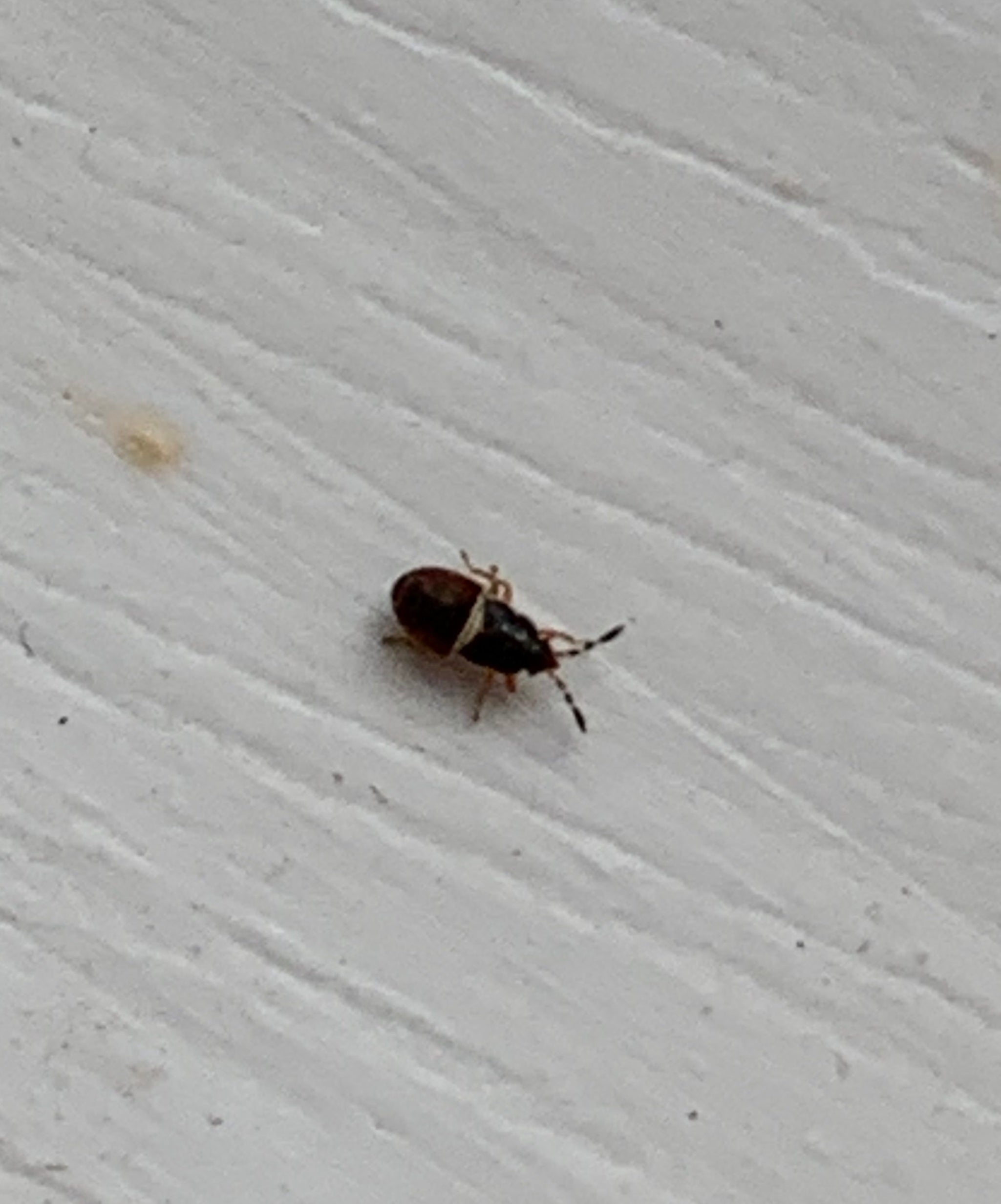 Nymph of a hairy chinch bug