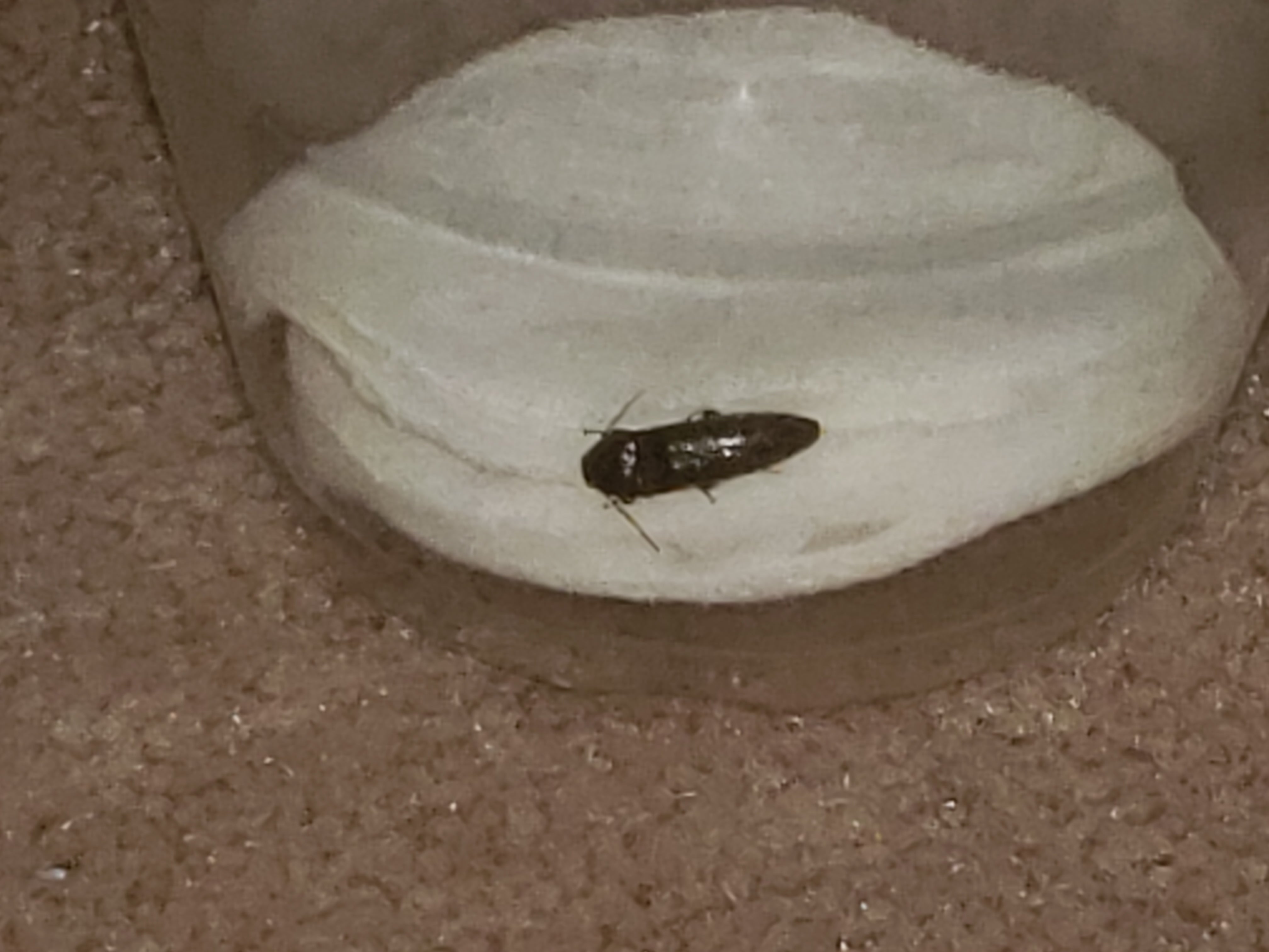 Click beetle