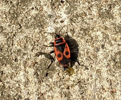 European firebug