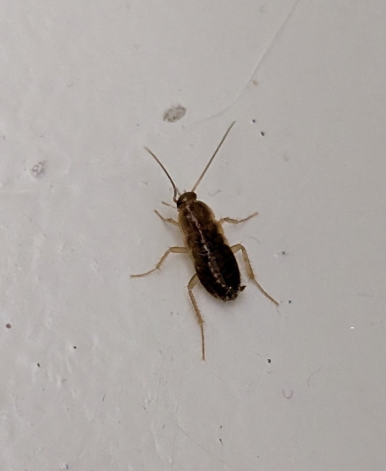 Nymph of a cockroach