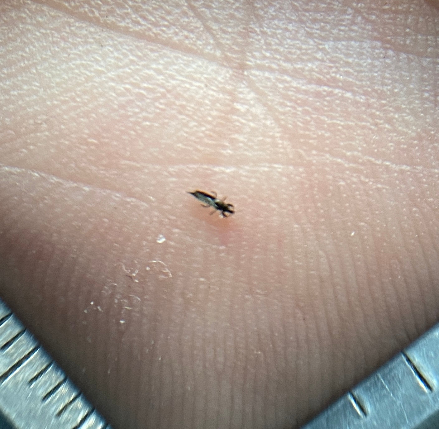 Thrips – Thysanoptera