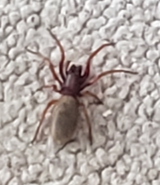 Woodlouse spider