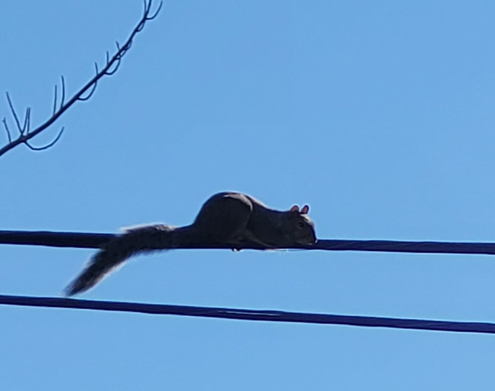 Gray squirrel