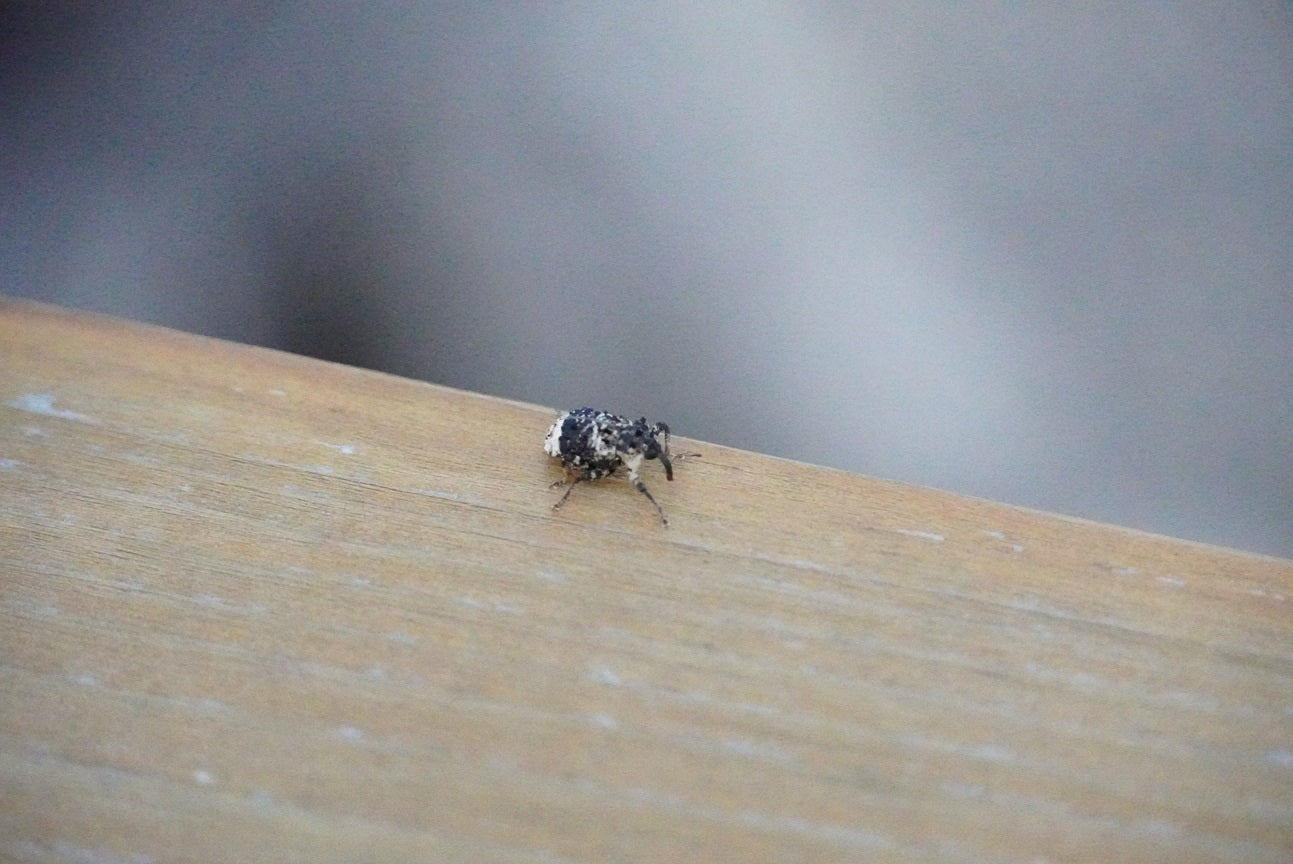 Weevil