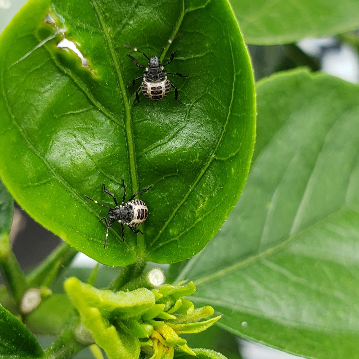Nymphs of a stink bug