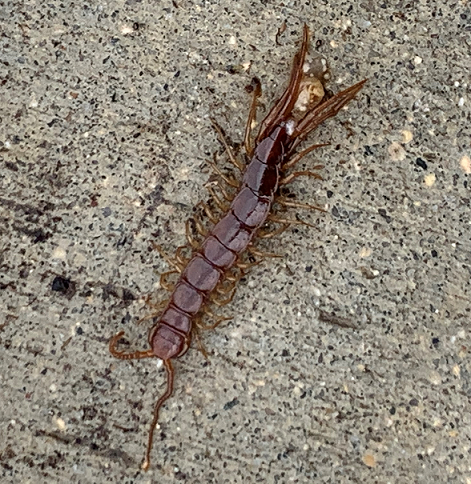 Stone centipede