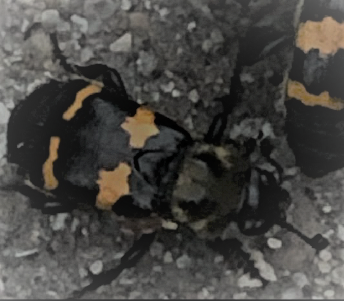 Sexton beetle
