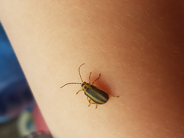 Leaf beetle