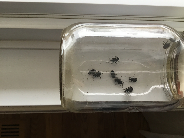 Broad-nosed/short-snouted weevils