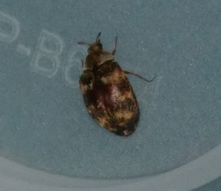 Varied carpet beetle
