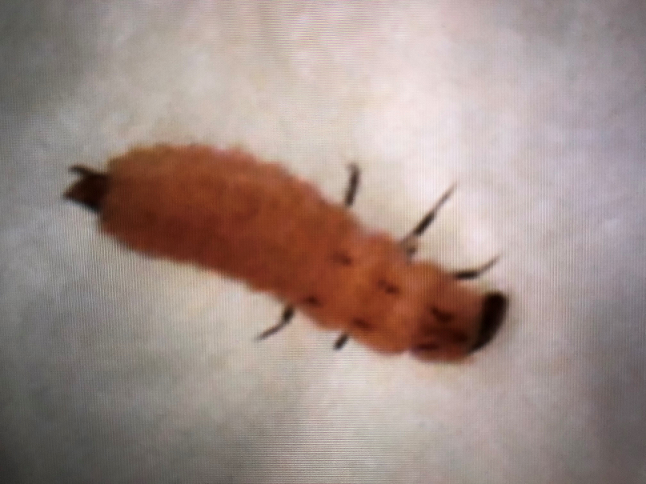 Larva of a scarlet malachite beetle