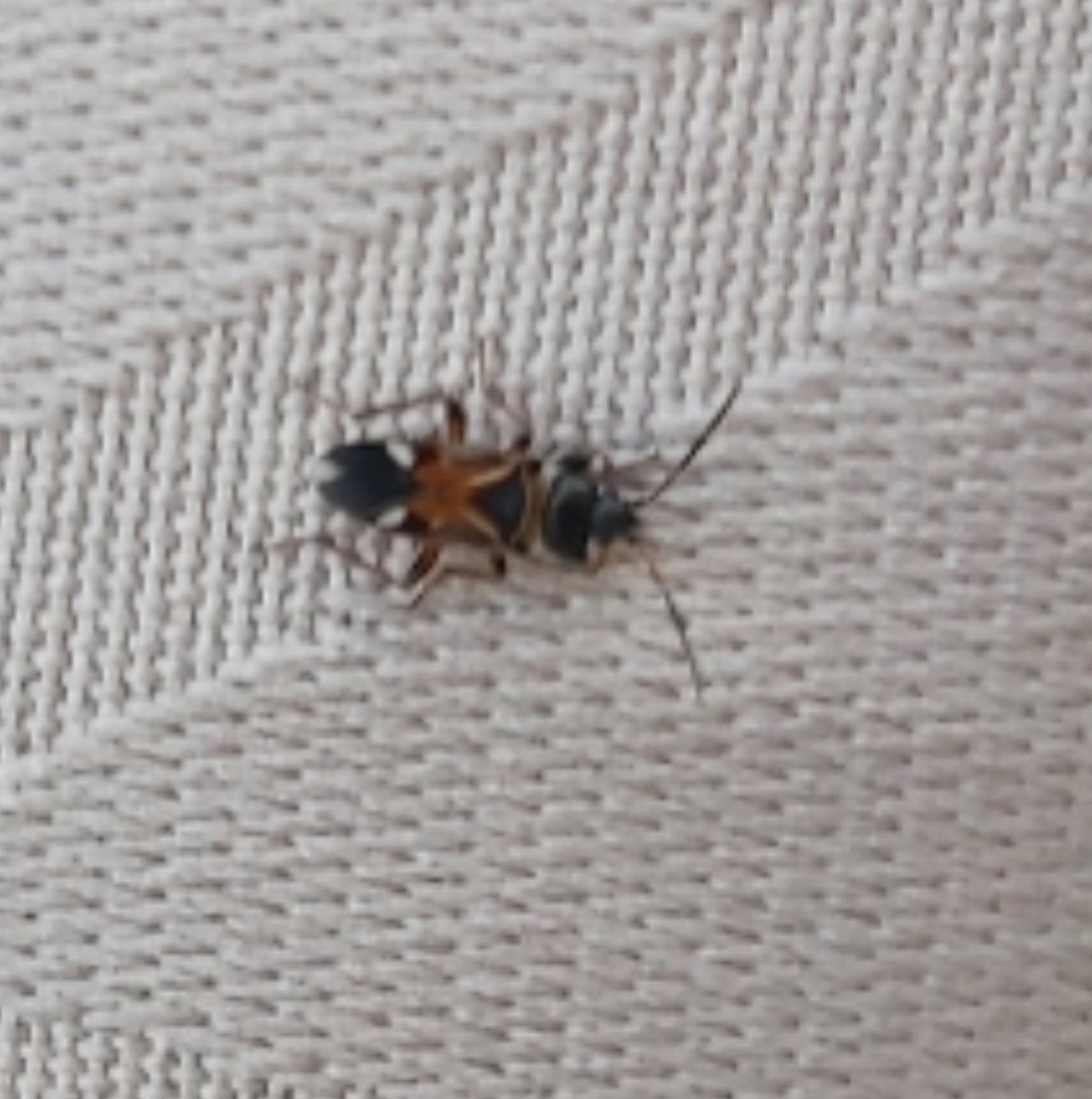 Dirt-colored seed bug