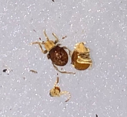 Spider beetles