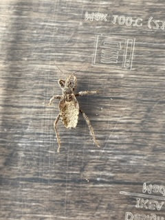 Nymph of an assassin bug