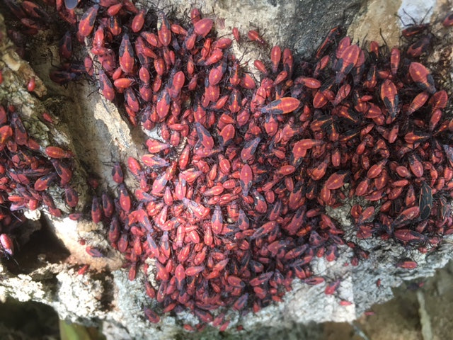 Nymphs of the eastern boxelder bug