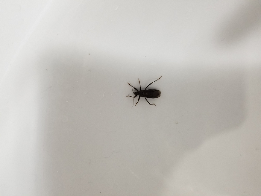Assassin bug