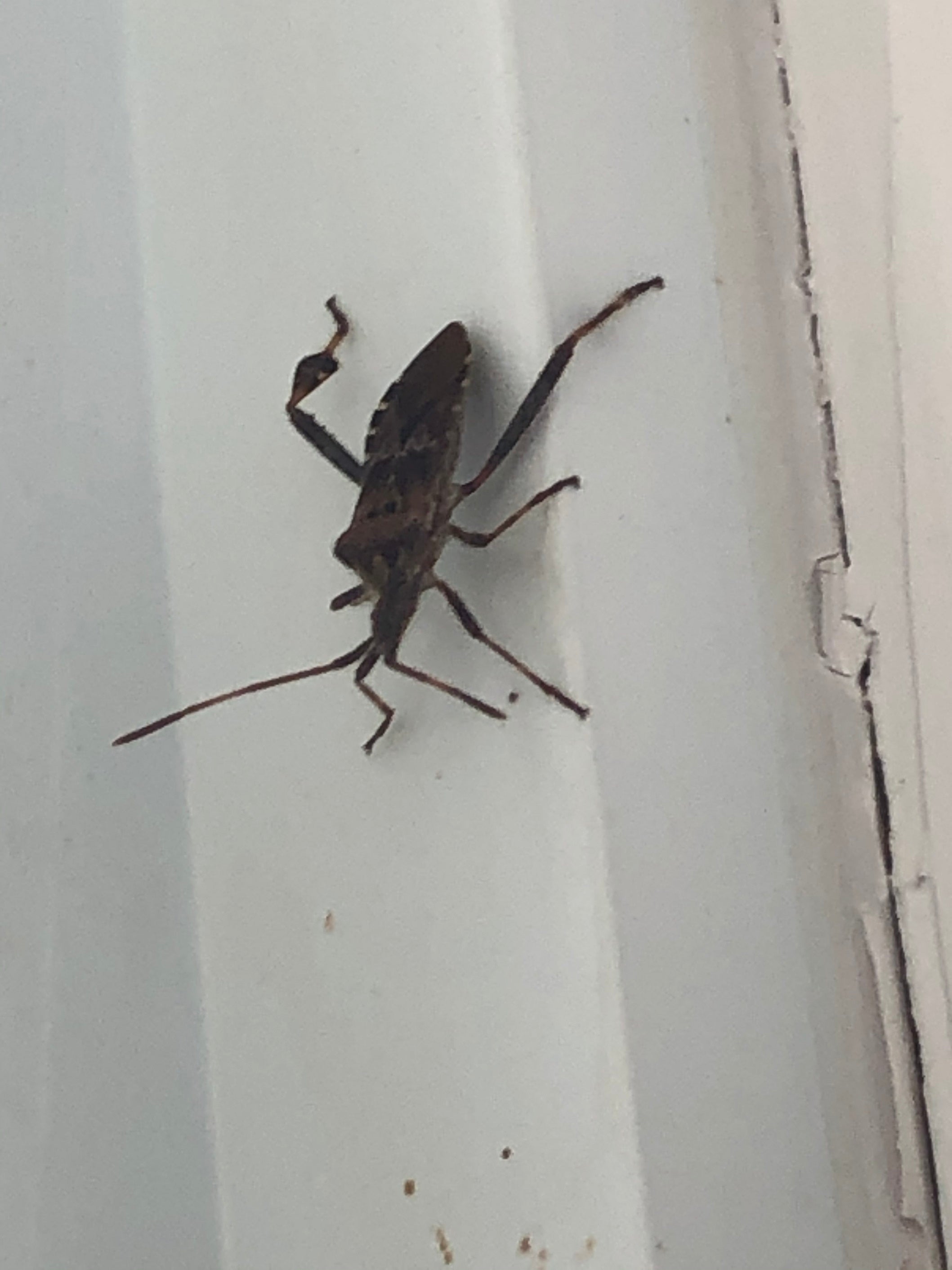 Western conifer seed bug