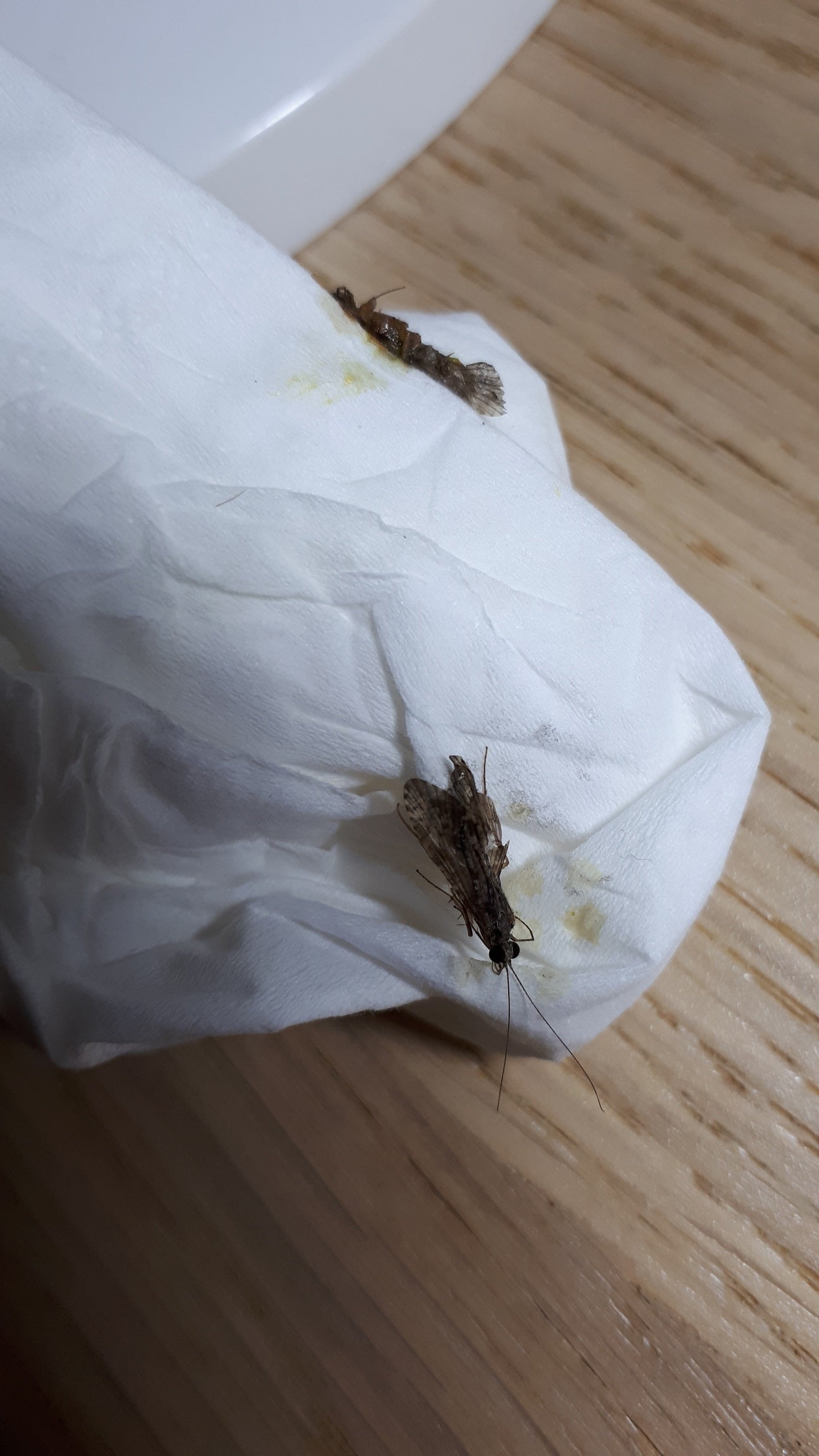 Caddisfly
