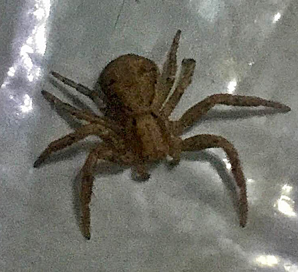 Crab spider