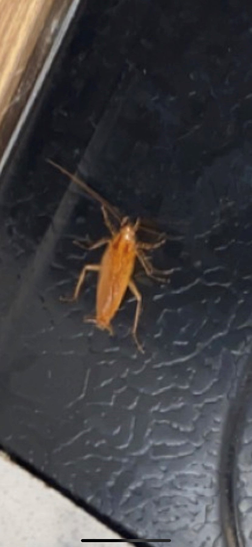 German cockroach