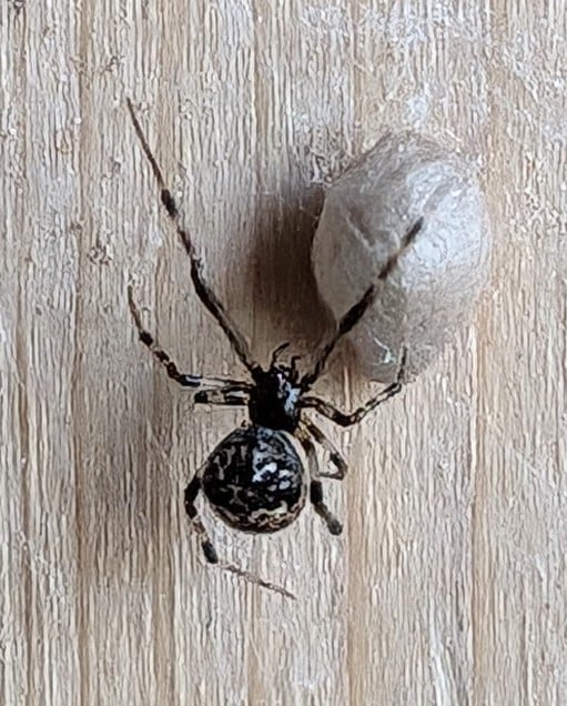 (American) house spider