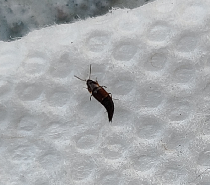 Rove beetle