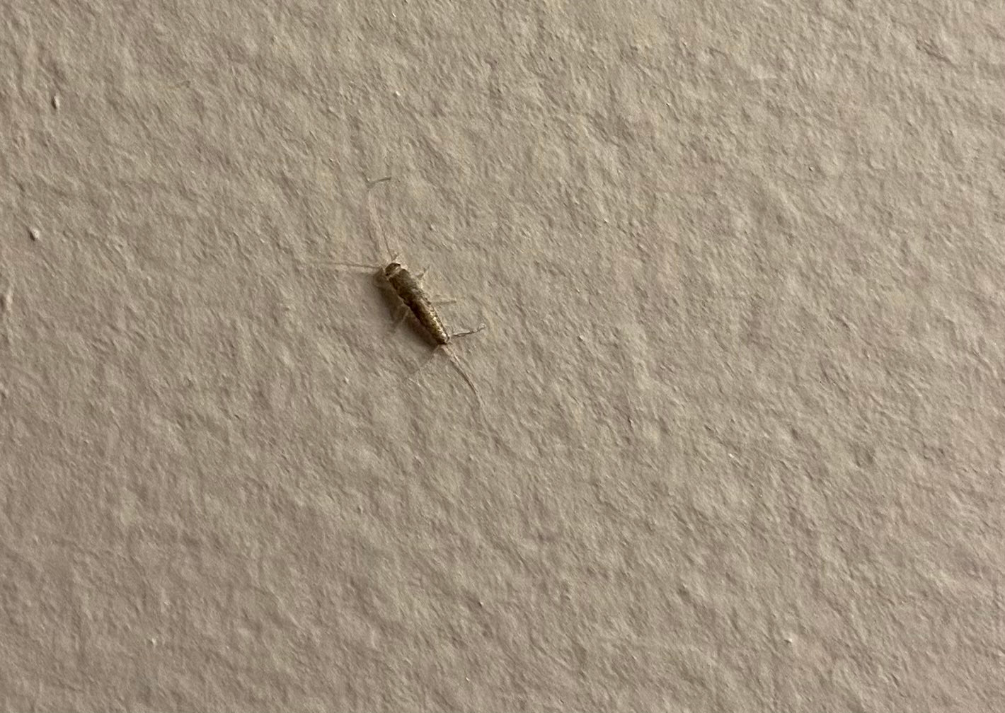 Silverfish