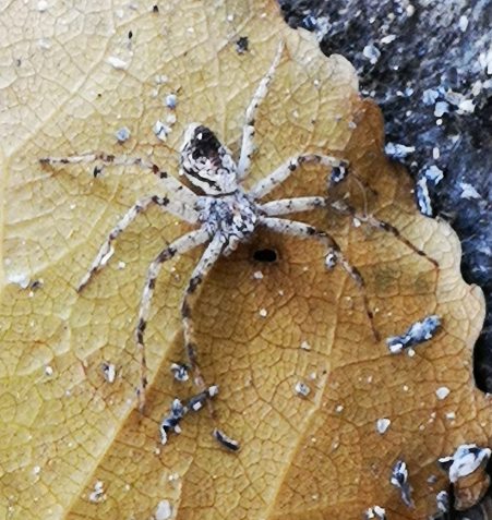 Fishing spiders