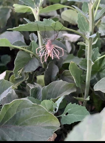 Harvestman (Opilionid)