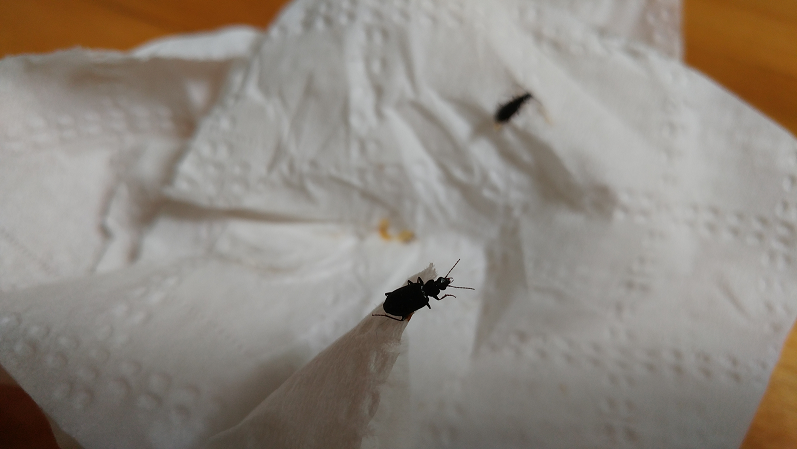 Ground beetle