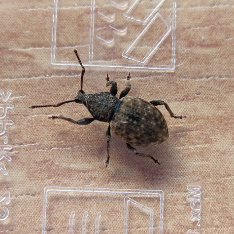 Broad-nosed/short-snouted weevil