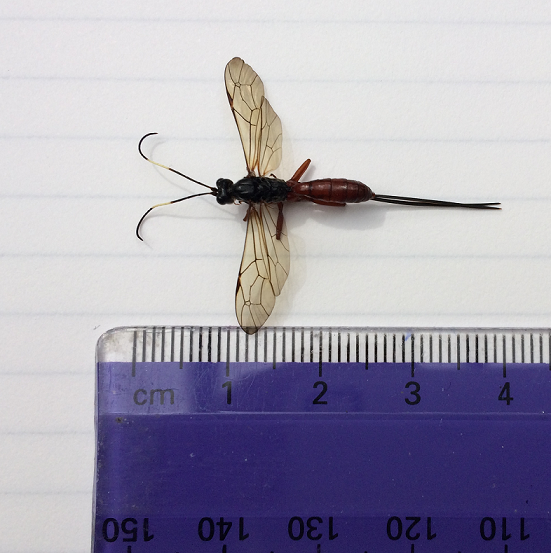 Ichneumon wasp