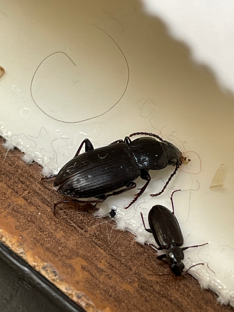 Ground beetle