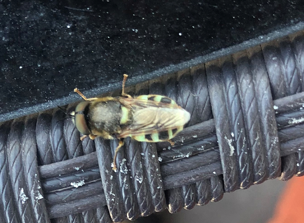 Soldier fly