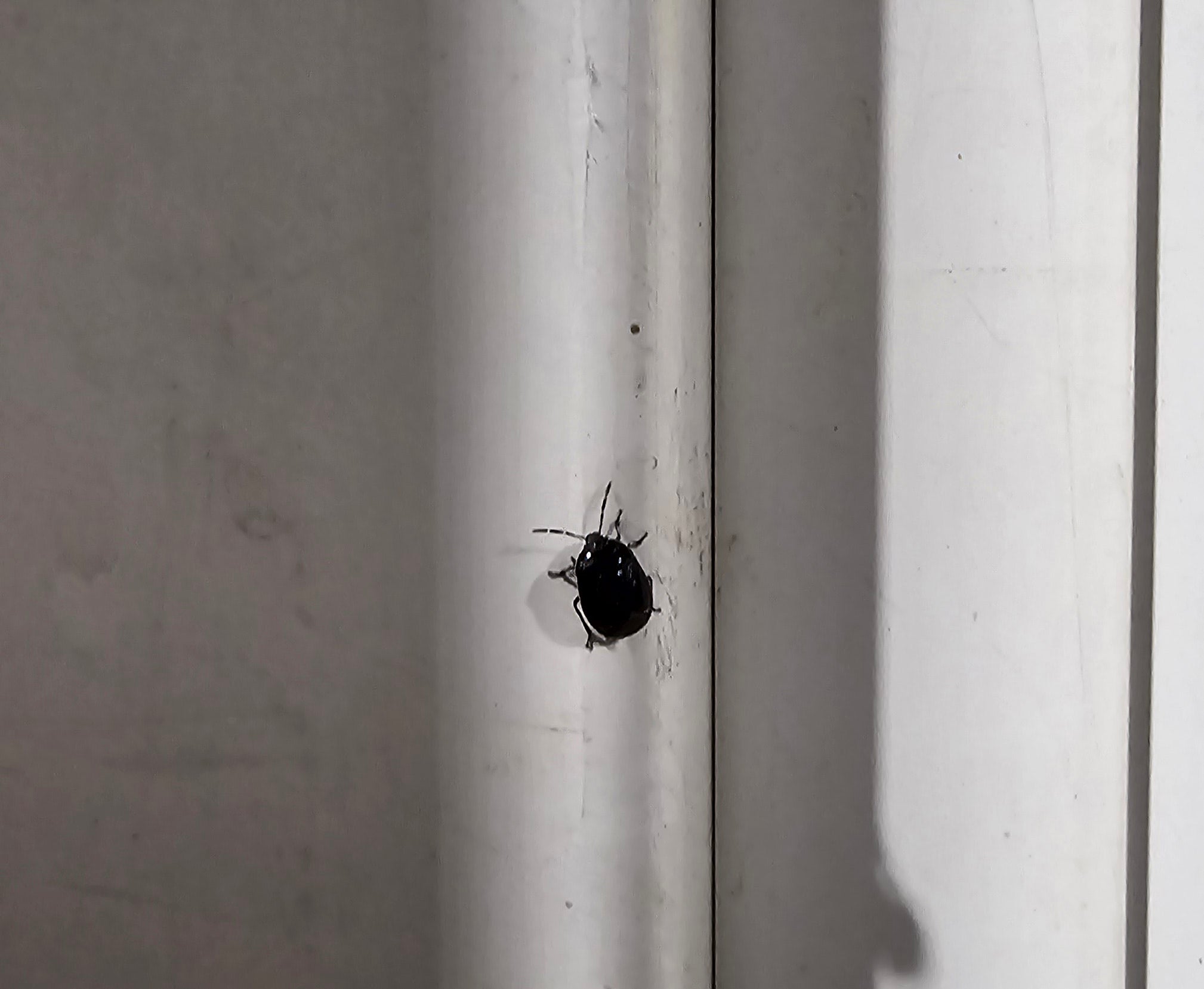 Burrowing/burrower bug