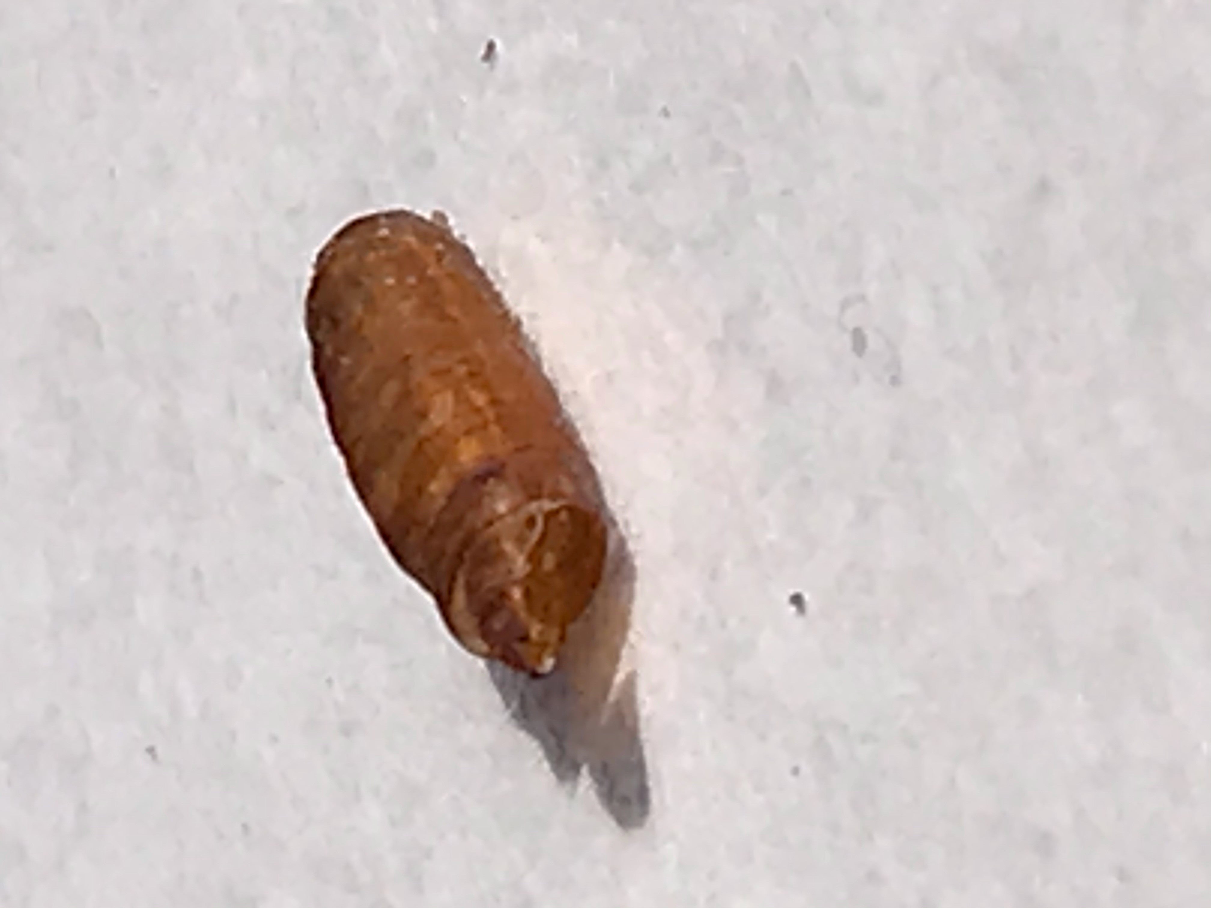 Muscoid fly