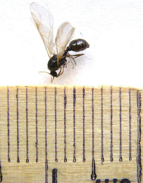 Male winged ant