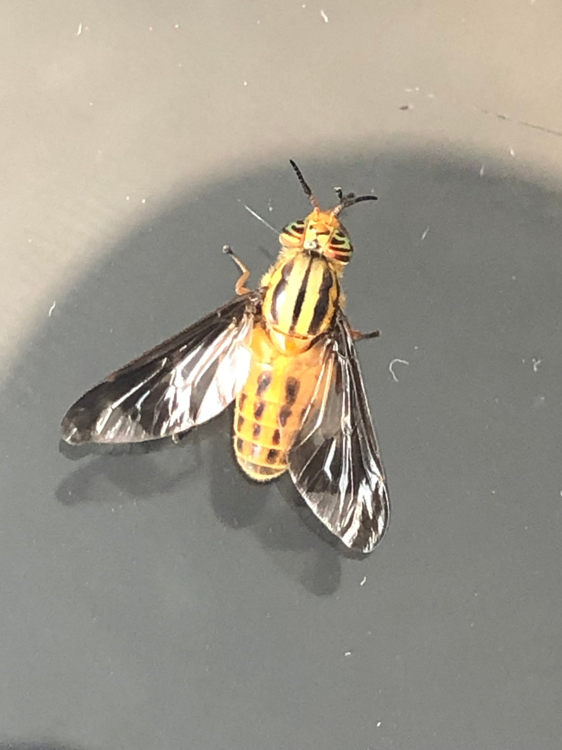 Deer fly