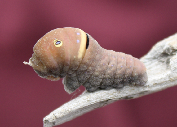 Caterpillar of a tiger swallowtail butterfly