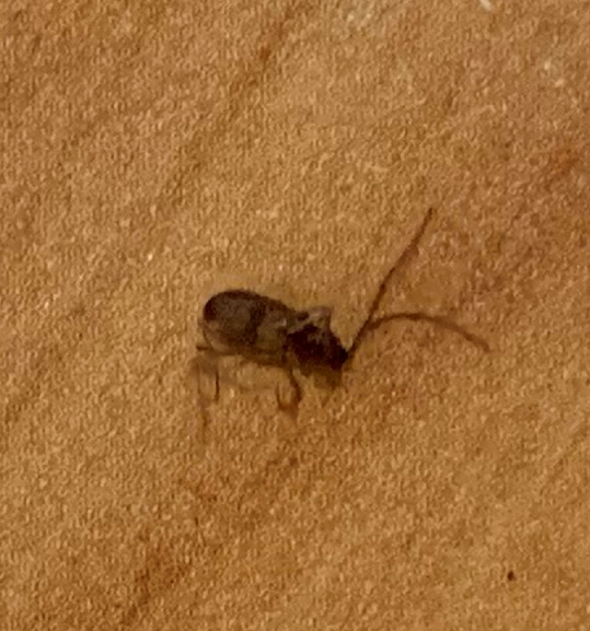 Western conifer seed bug
