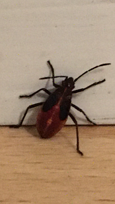 Nymph of an eastern boxelder bug