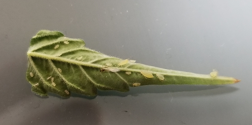 Aphids