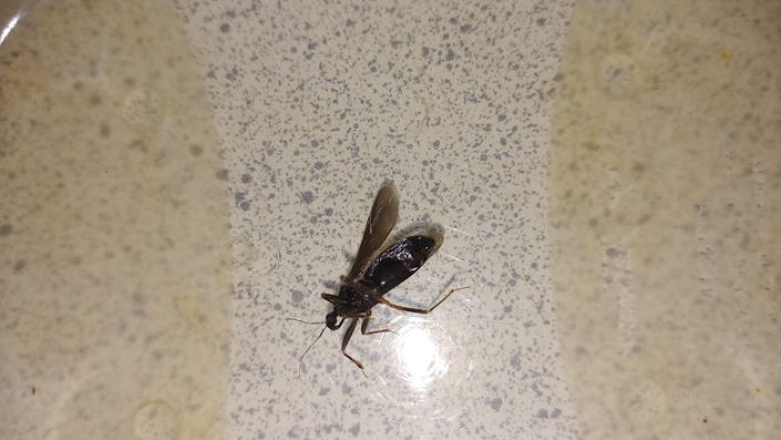 Assassin bug