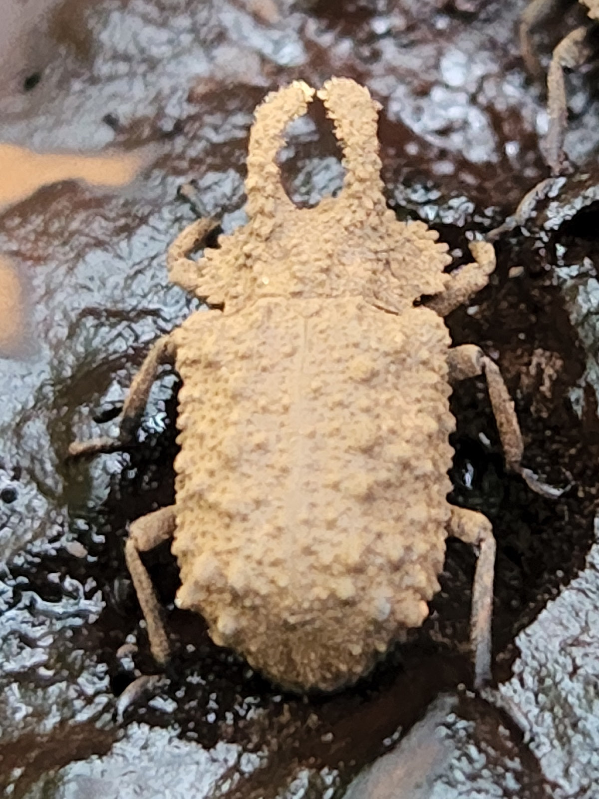Forked fungus beetle