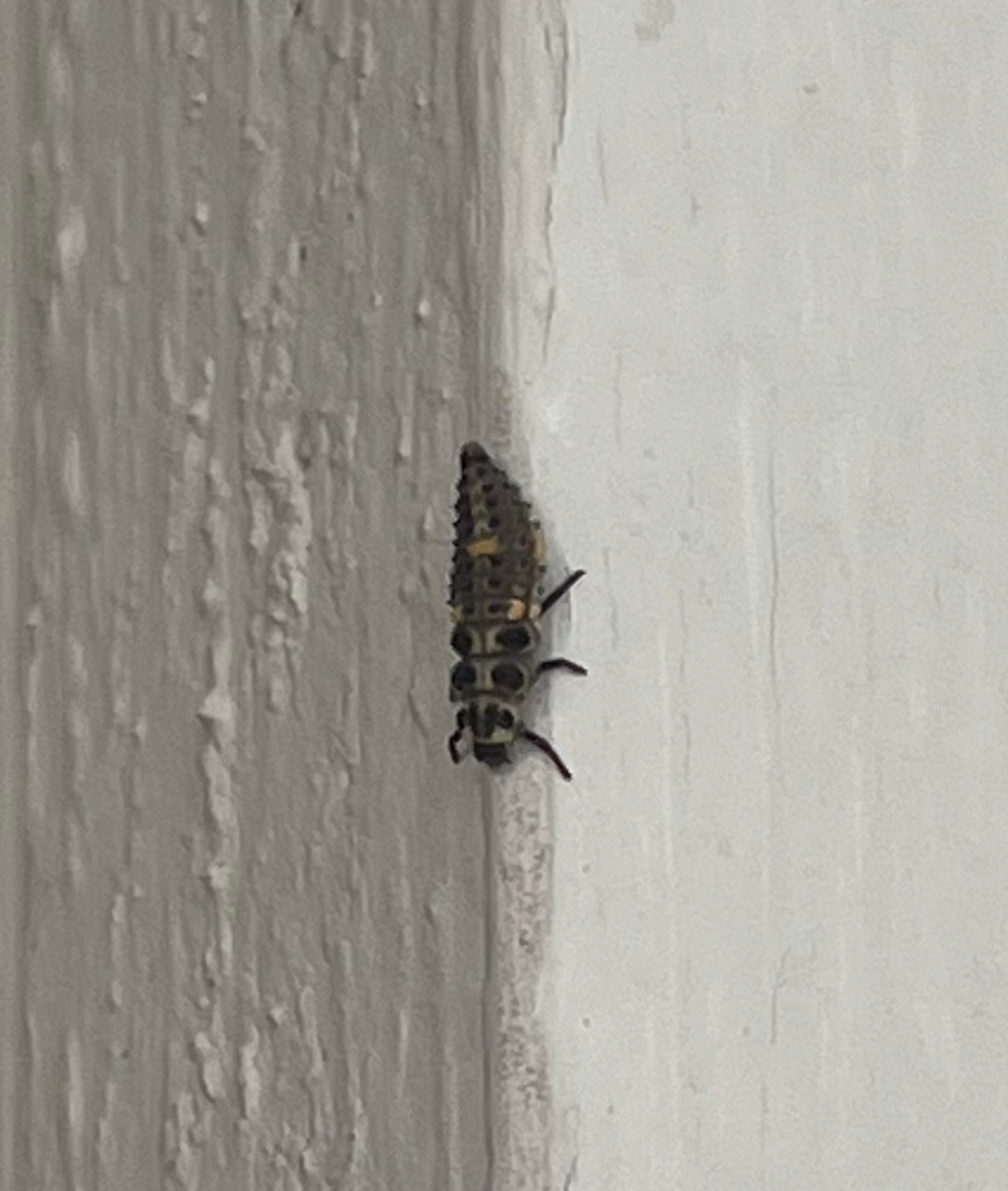 Larva of a ladybird beetle