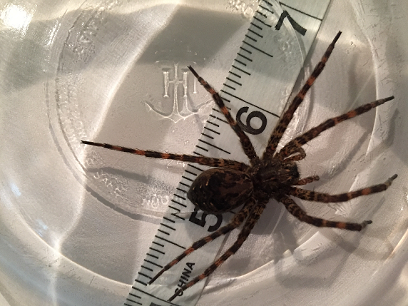 Female Dark Fishing Spider