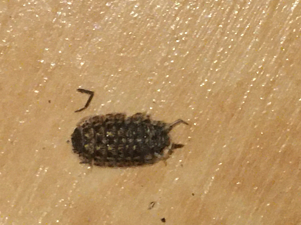 Sowbug
