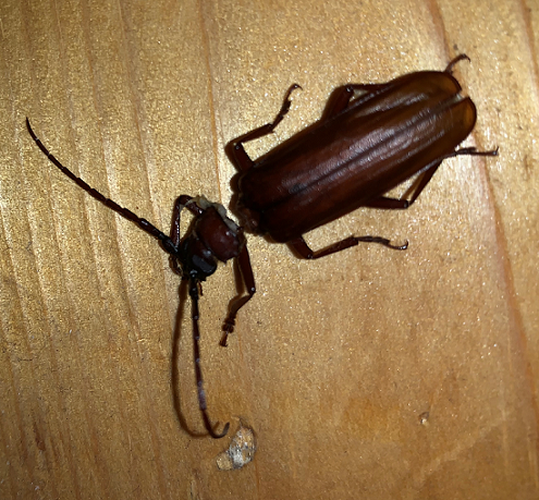 Brown prionid