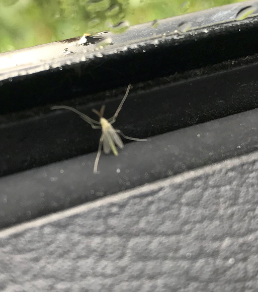 Non-biting midge